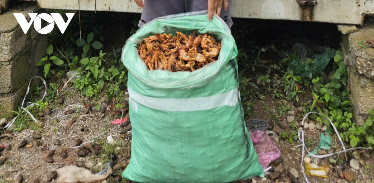 Phát hiện hơn 7 tấn thực phẩm đông lạnh không rõ nguồn gốc tại Cao Bằng